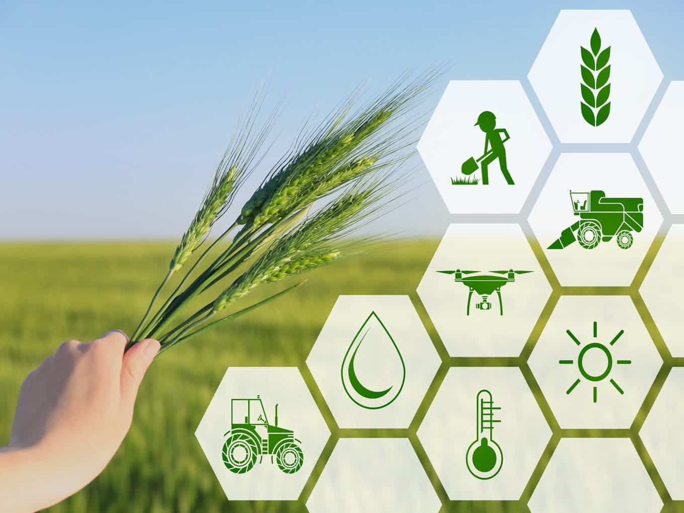 about leading online agritech company